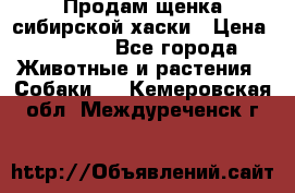 Продам щенка сибирской хаски › Цена ­ 8 000 - Все города Животные и растения » Собаки   . Кемеровская обл.,Междуреченск г.